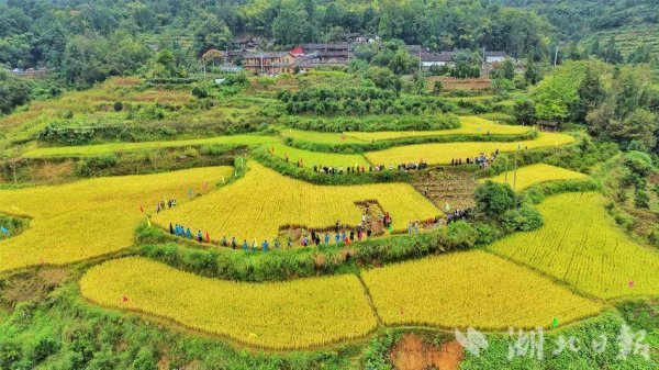 兴业配资 来凤：土家欢庆丰收节
